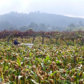 Camino 2014 Herbst öffentliche Fotos