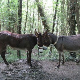 Camino 2019 öffentliche Fotos