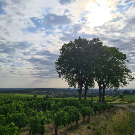 Camino 2023 - nochmals von Aachen in Richtung Santiago: Acht Wochen und 1200 km bis ins Aubrac - öffentliche Fotos