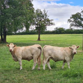 Camino 2023 - nochmals von Aachen in Richtung Santiago: Acht Wochen und 1200 km bis ins Aubrac - öffentliche Fotos