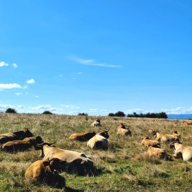 Camino 2023 - nochmals von Aachen in Richtung Santiago: Acht Wochen und 1200 km bis ins Aubrac - öffentliche Fotos