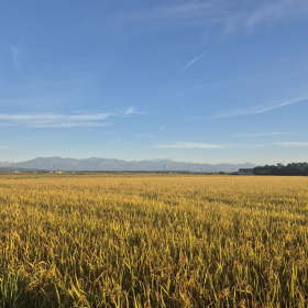Vis Francigena 2026 öffentliche Fotos