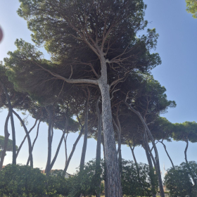 Vis Francigena 2026 öffentliche Fotos